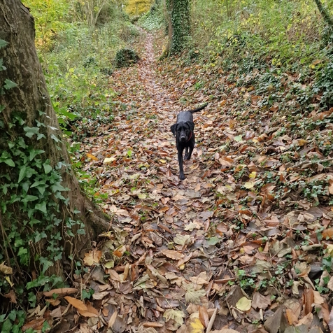 Forest dog walk around Salcombe