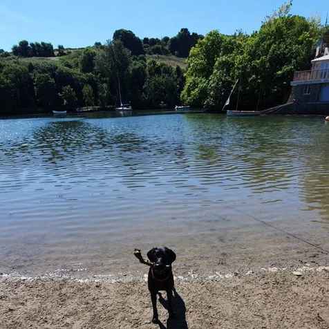 Dog swimming in Salcombe Bay
